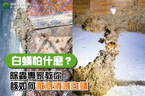 如何知道有白蟻|家裡有白蟻怎麼處理？白蟻怕哪些味道？除蟲3大妙招。